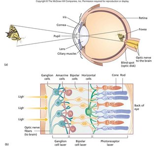 Detailed anatomy of the eye and retinal layers