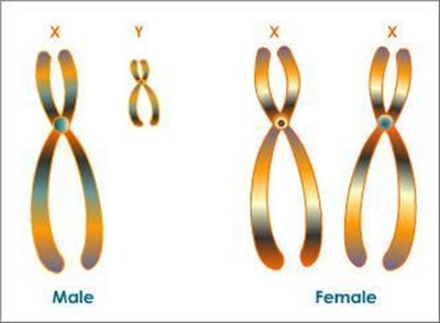 Sex chromosomes in male and female