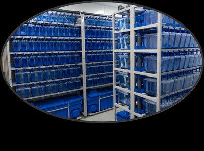 Zebrafish lab facility
