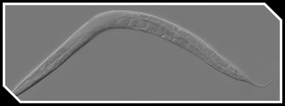C. elegans nematode