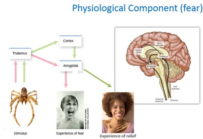 Diagram of physiological component of fear, showing thalamus, cortex, amygdala, and brain pathways