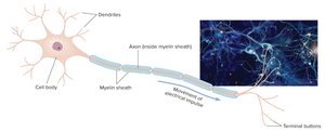 Diagram of neuron structure