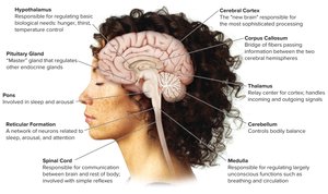Major structures of the brain
