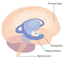 Limbic system structures
