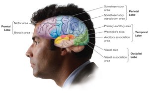 Cerebral cortex and its lobes