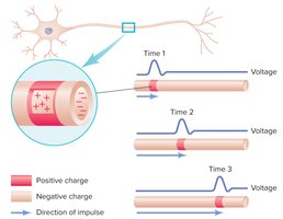 Movement of action potential along an axon