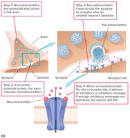 Diagram of neurotransmitter release and synaptic transmission