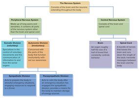 Nervous system organization chart