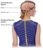 Posterior view of nervous system