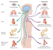 Autonomic nervous system effects on organs