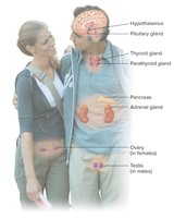 Major endocrine glands in the body