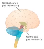 Central core and cerebral cortex of the brain
