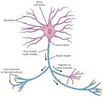 Structure of a neuron