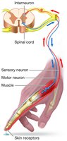 Sensory and motor neuron pathways