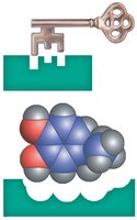 Lock-and-key analogy for neurotransmitters