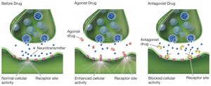 Drug effects at the synapse