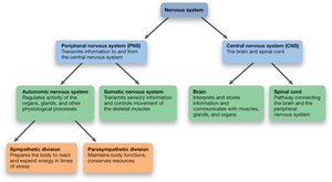 Organization of the nervous system