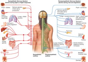 Autonomic nervous system divisions