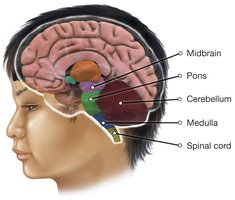 Hindbrain and midbrain structures