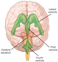 Cerebral ventricles