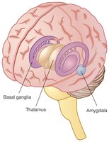 Basal ganglia