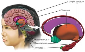 Limbic system