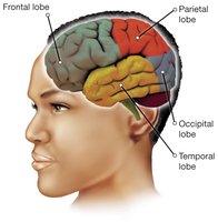 Four lobes of the cerebral cortex