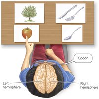 Split-brain experiment