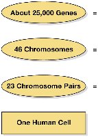 Genes, chromosomes, and human cell