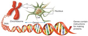 DNA, chromosomes, and gene expression