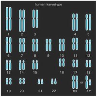 Human karyotype