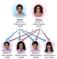 Genetic inheritance of PTC tasting