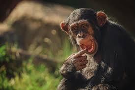 Chimpanzee displaying emotional expression