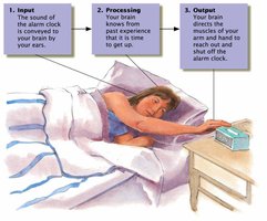 Diagram of nervous system input, processing, and output