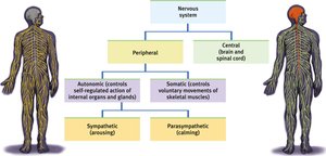 Diagram of CNS and PNS divisions