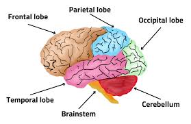 Diagram of brain lobes and their functions