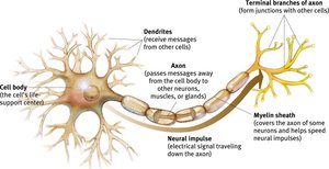 Diagram of neuron structure