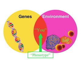 Venn diagram showing interaction of genes and environment in determining phenotype