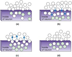 Diagram of action potential stages in neuron