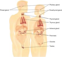 Diagram of endocrine glands in the human body