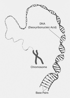 Diagram showing DNA, chromosome, and base pairs