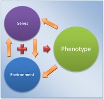 Diagram showing genes and environment combining to produce phenotype