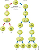 Comparison of mitosis and meiosis