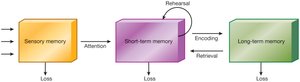 Atkinson-Shiffrin Model diagram