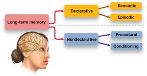 Types of long-term memory