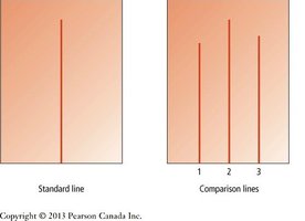 Asch line judgment task