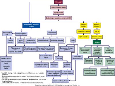 Diagram of the stress response pathways including the HPA axis and sympathetic nervous system