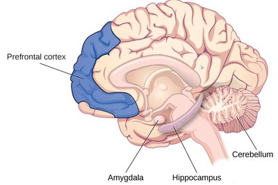 Diagram of brain regions involved in memory: prefrontal cortex, amygdala, hippocampus, cerebellum
