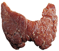 Thyroid gland structure