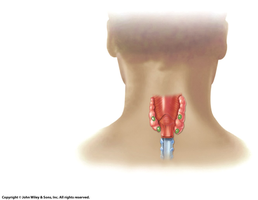 Parathyroid gland location